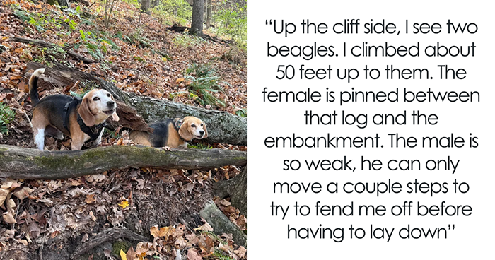 Man Goes For A Walk In The Forest, Returns With A Couple Of Beagles He Found Stuck On A Cliff