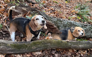 Man Goes For A Walk In The Forest, Returns With A Couple Of Beagles He Found Stuck On A Cliff