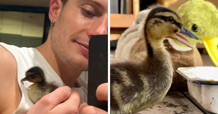 This Man Took In A Duckling After Finding An Abandoned Egg