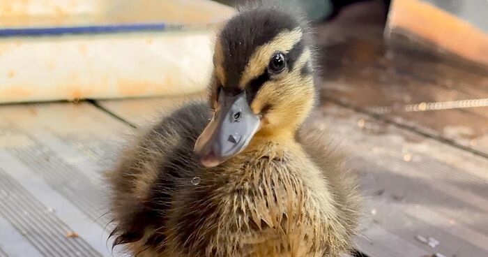 Man Found An Abandoned Egg And Decided To Take It Home, Hatching A New Friendship