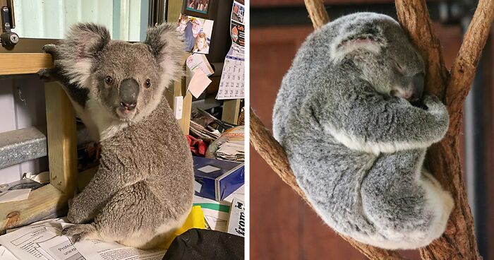 Man’s New Unexpected Adorable Coworker Is Melting Hearts Online After Sneaking Into His Office