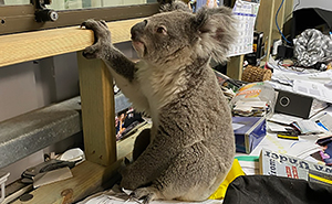 Man’s New Unexpected Adorable Coworker Is Melting Hearts Online After Sneaking Into His Office