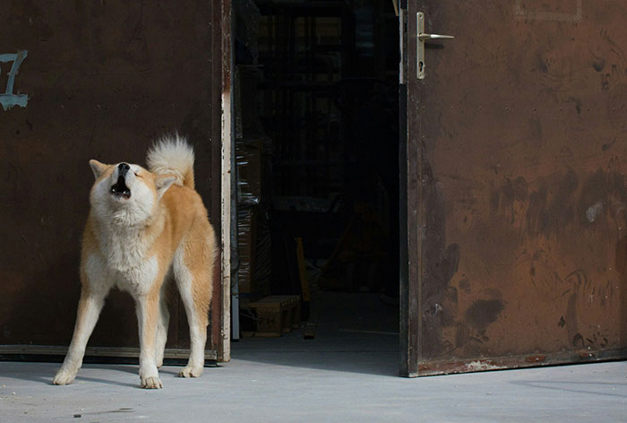 Dog barking near open door; incident in woman's home defense dispute.