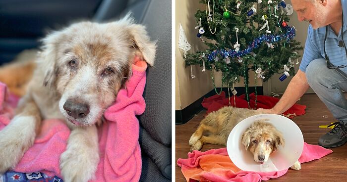 Texas Dog Who Was Missing For 7 Years Was Found Abandoned In Florida, Barely Able To Walk