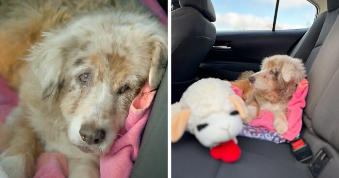 Dog Flees From Home During Fireworks, Found 7 Years Later Over 1000 Miles Away