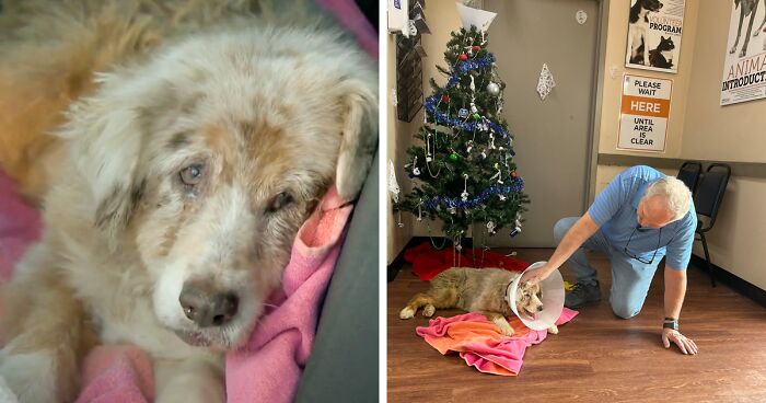 Dog Who Was Missing For 7 Years Is Finally Back In The Arms Of Her Loving Owner