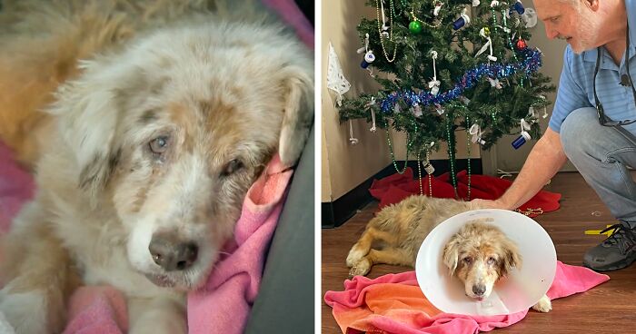 Texas Dog Who Was Missing For 7 Years Was Found Abandoned In Florida, Barely Able To Walk