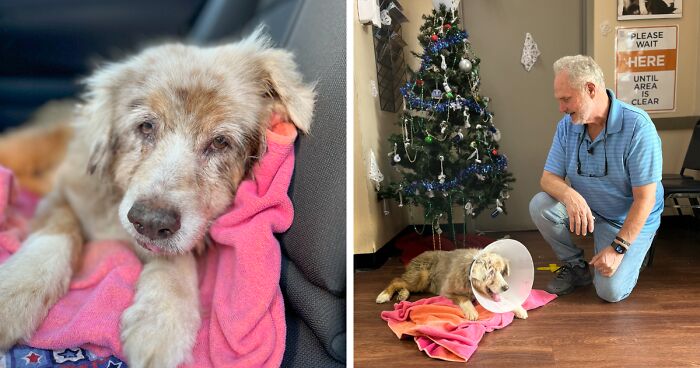 Dog Gets Scared Off By Fireworks And Ends Up Lost, Gets Reunited With His Family 7 Years Later