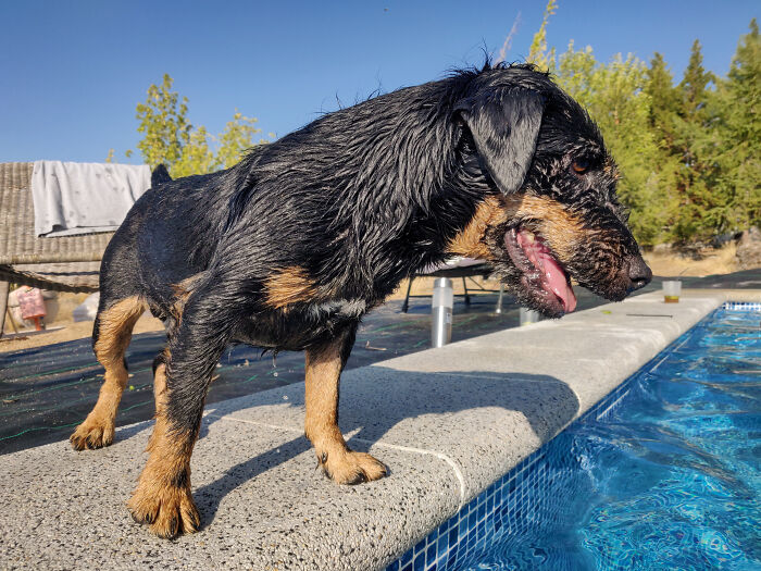 Guy Gets Bulldog To Keep Kids Away From Using His Pool Without Permission, Plan Works Beautifully 