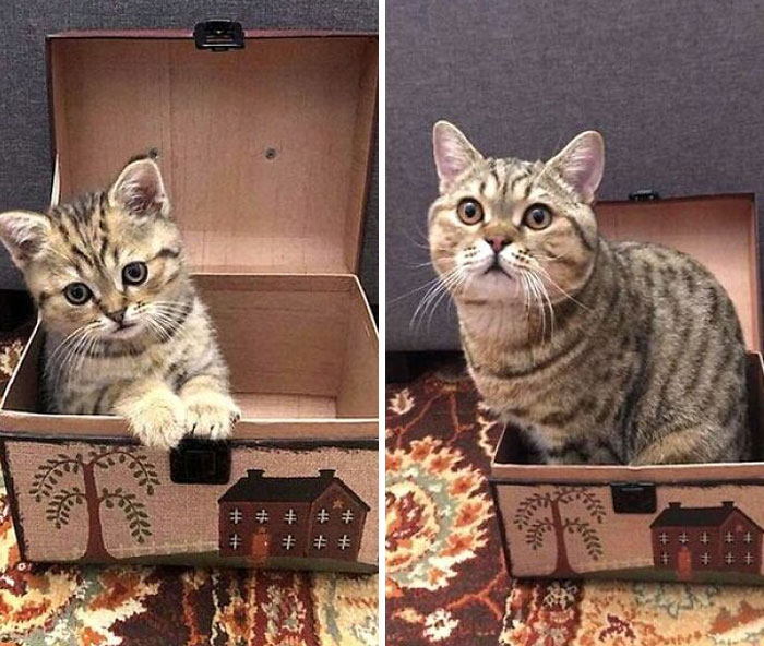 The Box Has Apparently Shrunk