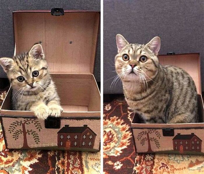 The Box Has Apparently Shrunk