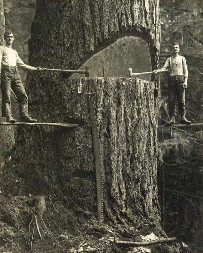 Photo Of Lumberjacks Cutting Trees In Pacific Northwest, USA 1915