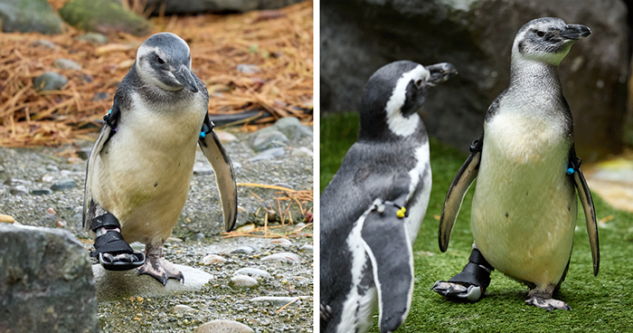 Periwinkle The Penguin Takes Over The Internet As He Thrives After A Rough Start, Defying All Odds