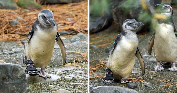 This Penguin Inspires People Online As He Keeps Up With His Peers Despite Wearing A Support Boot