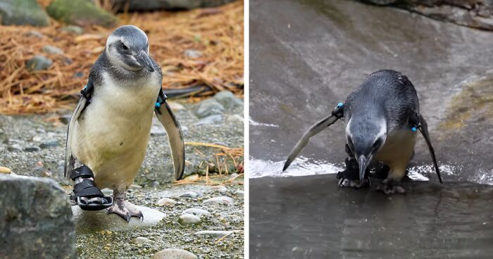 Penguin Wears Support Boot After Enduring 2 Surgeries, Swims With His Peers Like Nothing Happened