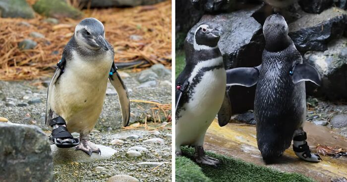 Periwinkle The Penguin Takes Over The Internet As He Thrives After A Rough Start, Defying All Odds