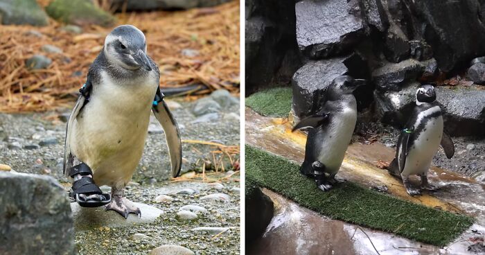 “He’s A Fighter”: Periwinkle The Penguin Overcomes 2 Surgeries, Makes Zoo Debut Wearing Support Boot