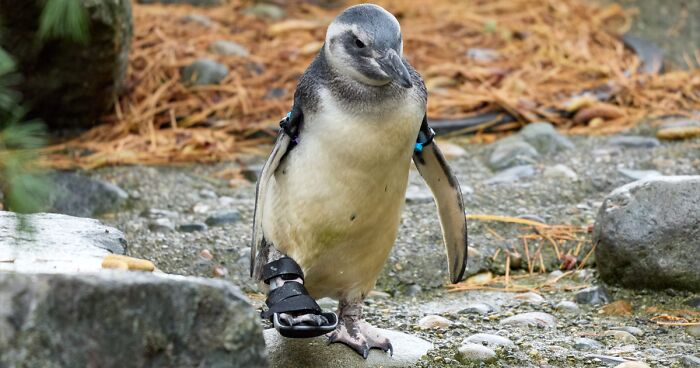 Adorable Penguin Overcomes 2 Surgeries, Learns To Swim Despite Wearing A Special Boot