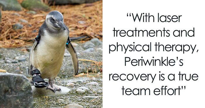 Periwinkle The Penguin Takes Over The Internet As He Thrives After A Rough Start, Defying All Odds