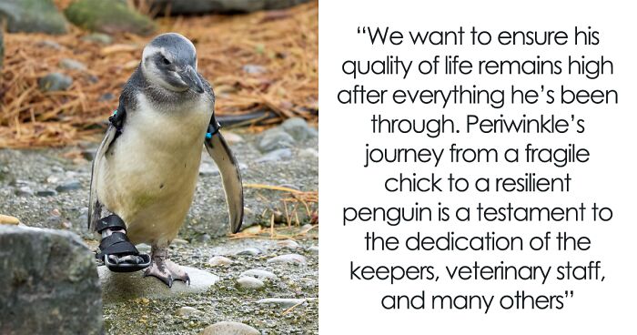 Periwinkle The Penguin Takes Over The Internet As He Thrives After A Rough Start, Defying All Odds