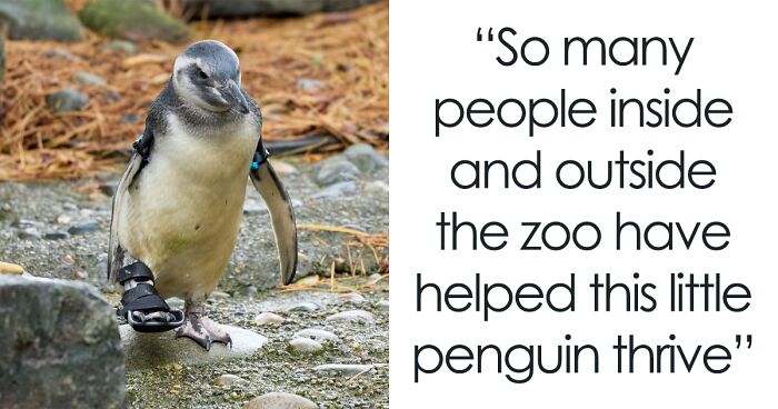 Periwinkle The Penguin Makes Zoo Debut After Having 2 Surgeries, Netizens Fall In Love Instantly