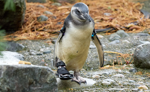 Periwinkle The Penguin Takes Over The Internet As He Thrives After A Rough Start, Defying All Odds