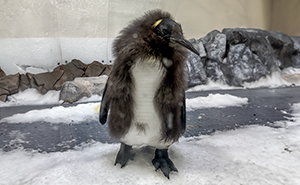 Pesto, The Viral Penguin, Is About To Lose All His Fluff And Become A Full-Fledged King Penguin