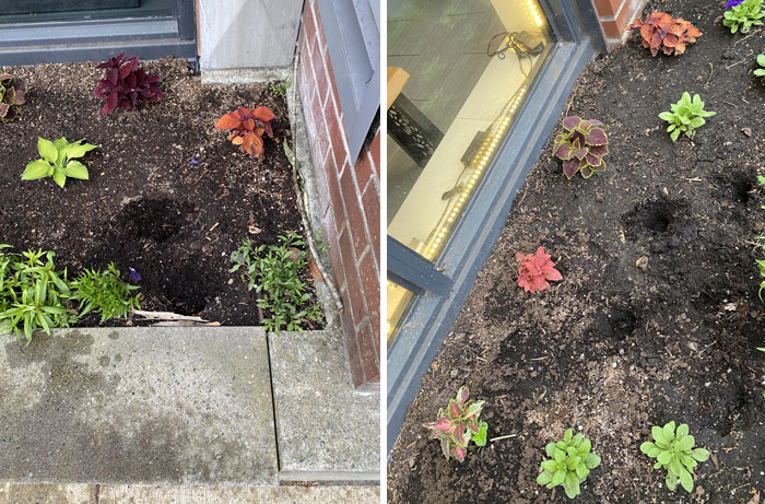 I Lost My Dad Last Year So My Mom Moved In With Me In My Condo And Has Made It Her Personal Project/Therapy To Beautify My Building’s Flower Beds. Except Some D-Bag Keeps Stealing Them. Some Don’t Even Last 2 Days Before Being Ripped Out. She’s About Ready To Give Up