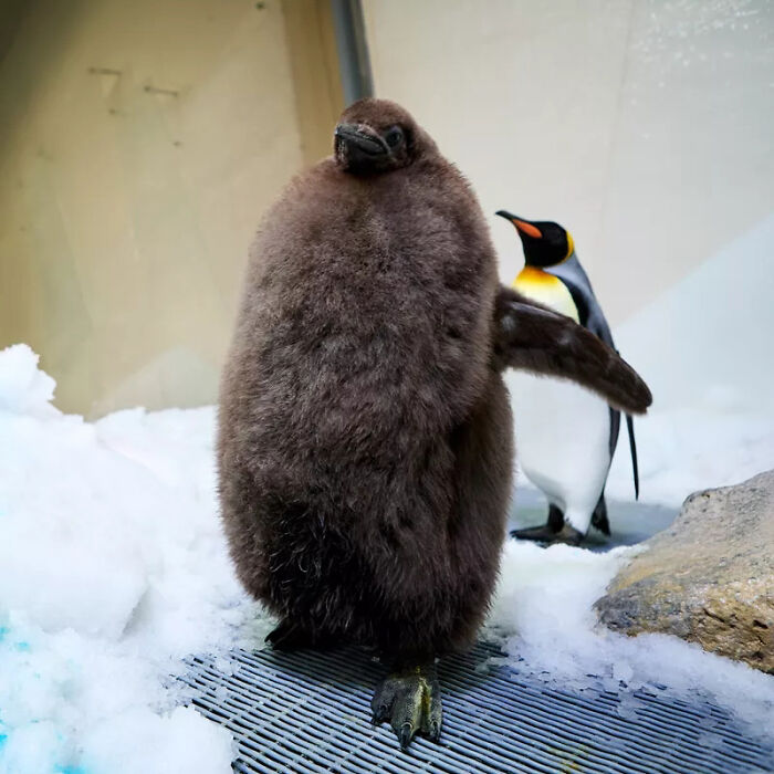 Pesto, The Viral Penguin, Is About To Lose All His Fluff And Become A Full-Fledged King Penguin