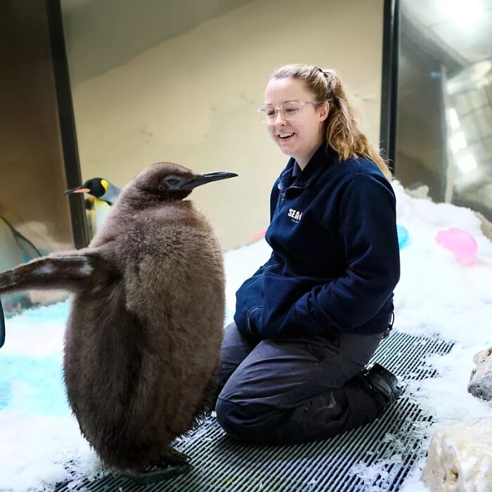 Pesto, The Viral Penguin, Is About To Lose All His Fluff And Become A Full-Fledged King Penguin