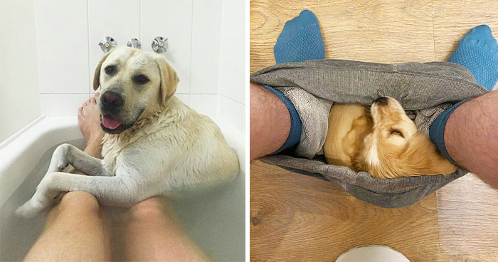 50 Hilarious Pets Who Don’t Quite Understand The Concept Of Boundaries (New Pics)