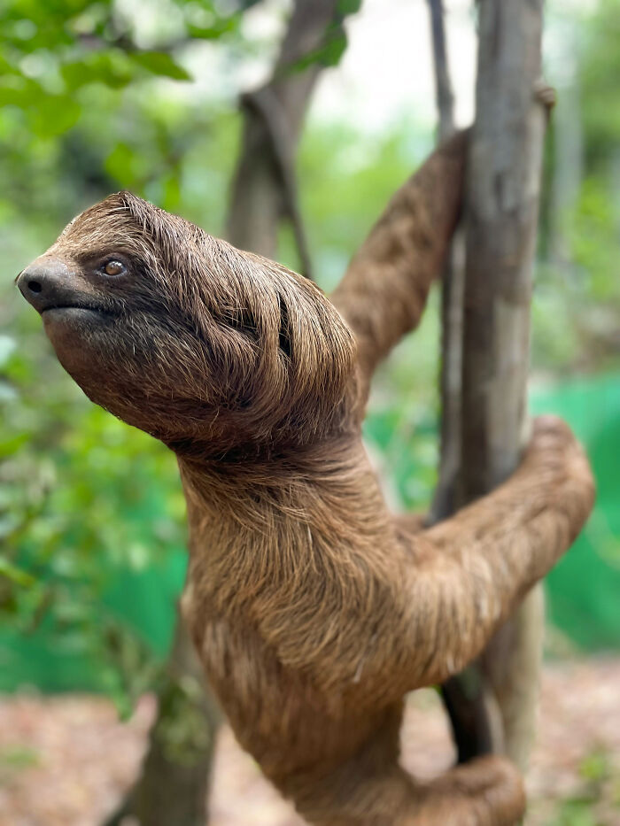 Man In Brazil Documented Hilariously Adorable Encounter With A Wild Sloth