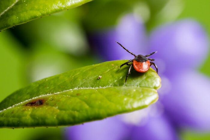 Red tick on a green leaf against a purple flower background, symbolizing unnoticed body alterations.