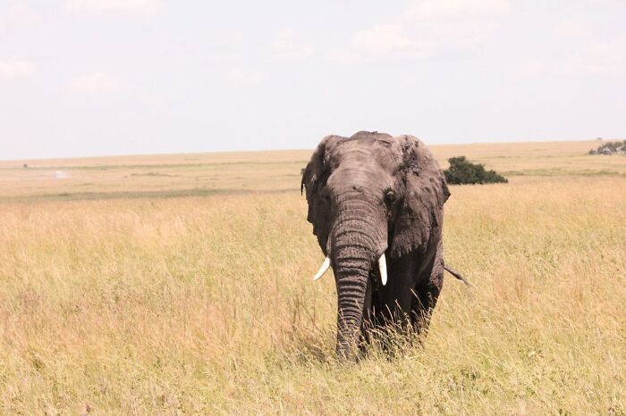 Elephant standing in the grassy savanna, evokes the funniest joke you've been told that you still think about to this day.