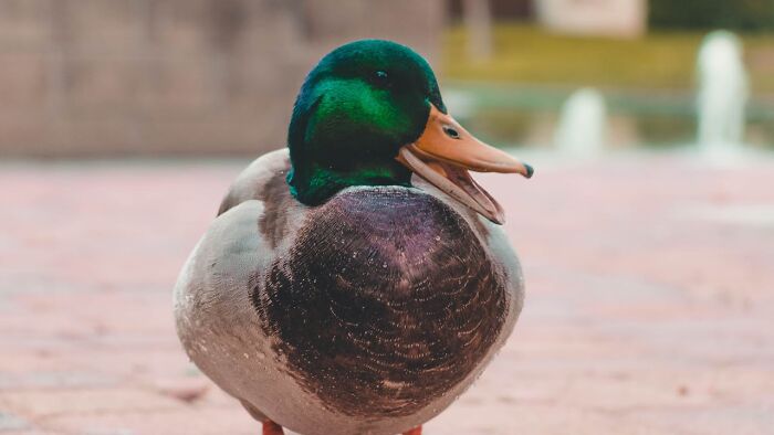 Duck standing on pavement, looking amused, possibly reminding viewers of a funny joke they've heard and remember to this day.