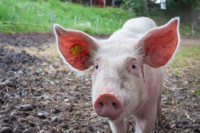 A pig with large ears in a muddy field, related to the funniest joke you’ve been told topic.