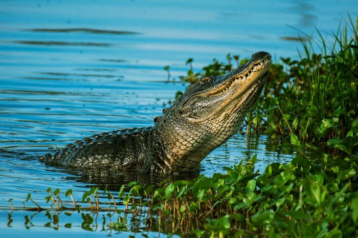 Alligator in water with greenery, evoking a funny joke memory.