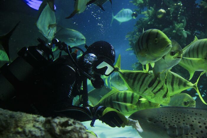 A diver in a private home aquarium surrounded by exotic fish, highlighting luxury.