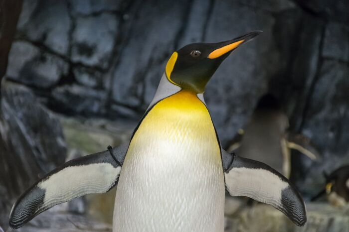 A penguin posing amusingly in front of a rocky background, evoking thoughts of the funniest joke you’ve been told.