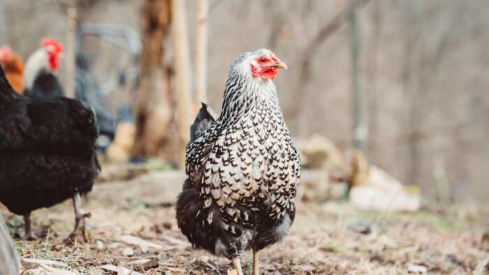 Speckled chicken in a farm setting, evoking memories of a classic funny joke still thought about today.