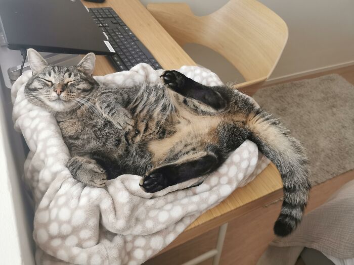 Susie And Her Belly Have Completely Taken Over My Workstation