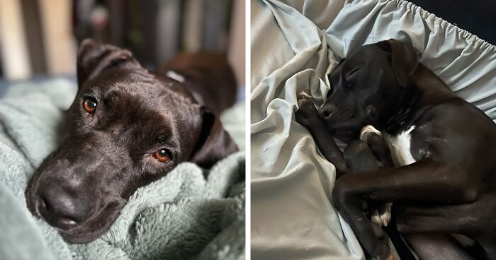 Meet Anna, Probably The World’s Loneliest Foster Dog, Who Has Had Her Heart Broken For The 8th Time