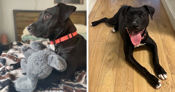 Meet Anna, Probably The World’s Loneliest Foster Dog, Who Has Had Her Heart Broken For The 8th Time