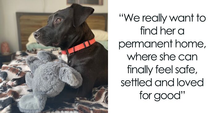 This Dog Has Been In 8 Different Foster Homes, And Each Time Leaving Breaks Her Heart A Little More