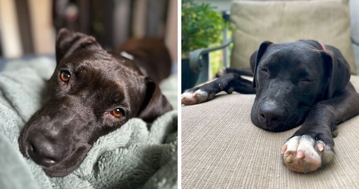 Meet Anna, Probably The World’s Loneliest Foster Dog, Who Has Had Her Heart Broken For The 8th Time