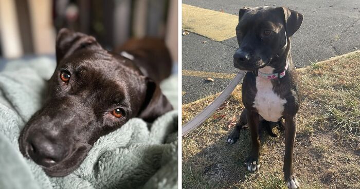 Meet Anna, Probably The World’s Loneliest Foster Dog, Who Has Had Her Heart Broken For The 8th Time