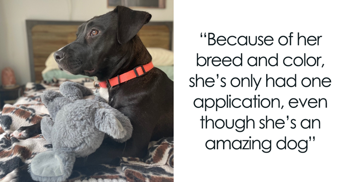 Meet Anna, Probably The World’s Loneliest Foster Dog, Who Has Had Her Heart Broken For The 8th Time