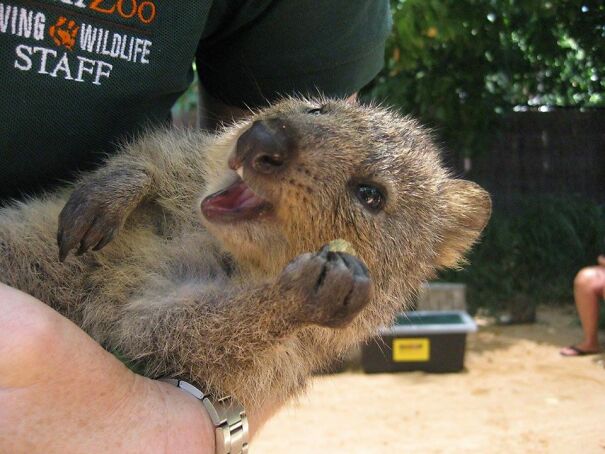 quokka-67318e256a029.jpg