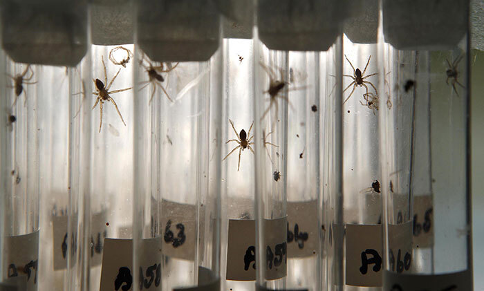 Zoo Celebrates Release Of Thousands Of “Giant Spiders” That Can Grow As Big As Your Hand