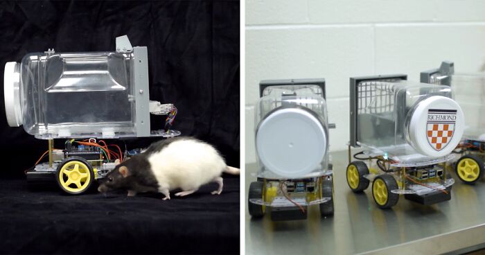 Rats Who Were Taught To Drive Enjoy Going For Rides, Rev The Engine As Soon As They Get In